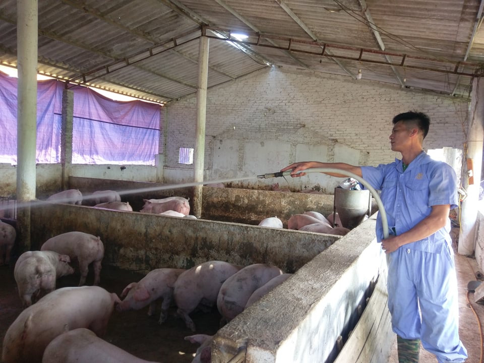 Bắc Giang: Triển khai quyết liệt các giải pháp phòng, chống dịch tả lợn châu Phi