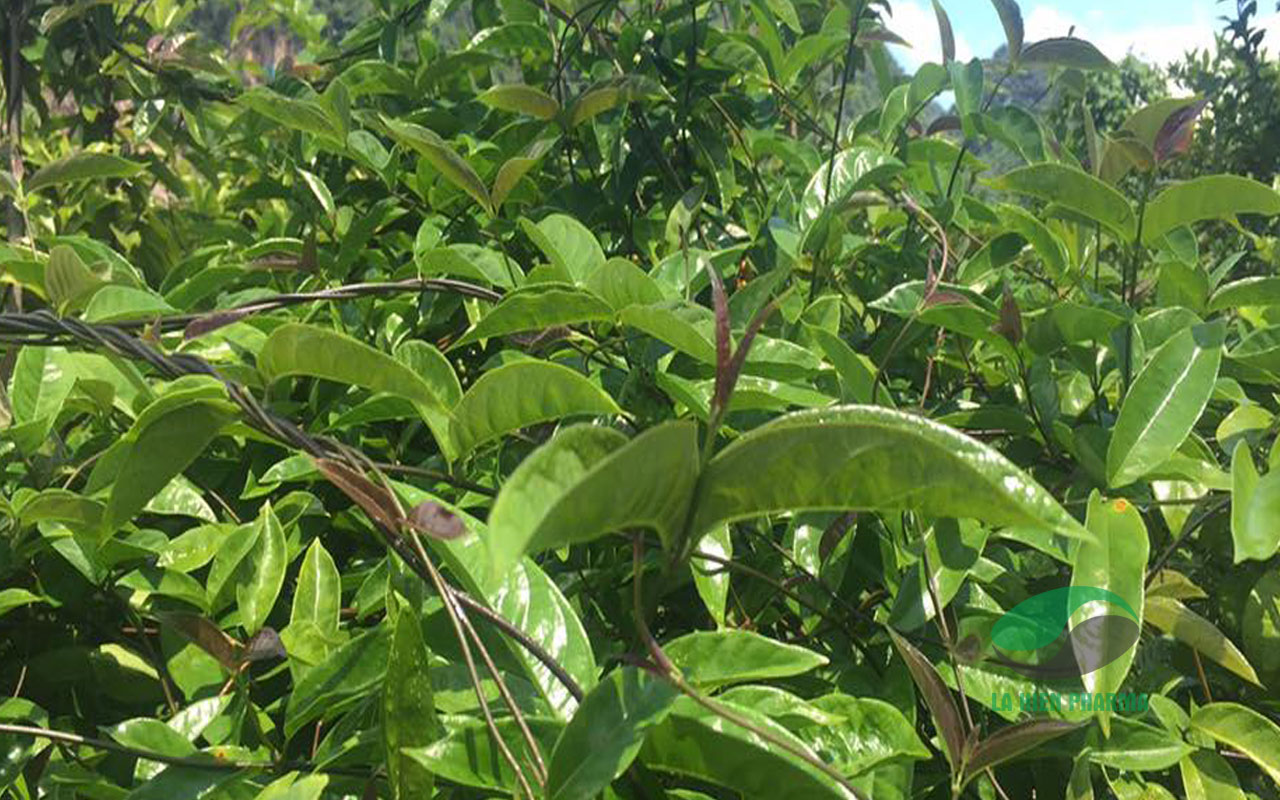 Sơn Động: Hỗ trợ trồng mới 19 ha cây Ba kích tím