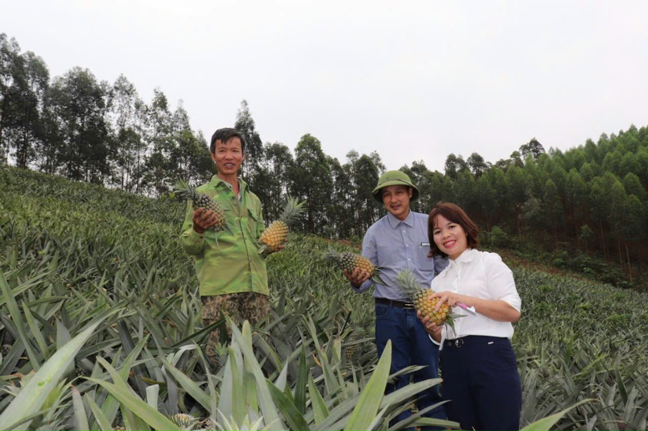 Lạng Giang: Tự hào trái dứa Hương Sơn