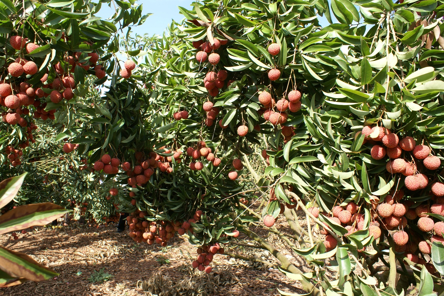 Bắc Ninh: Sản xuất vải thiều gắn với chương trình bình chọn “vườn vải đẹp”