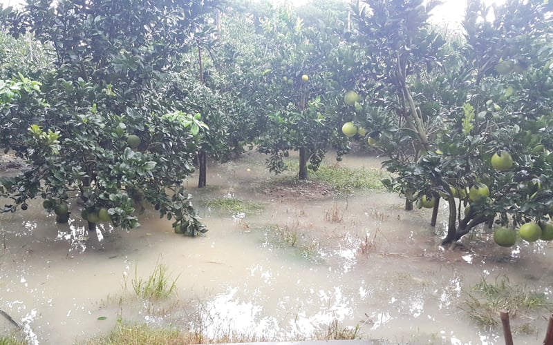 TRUNG TÂM KHUYẾN NÔNG BẮC NINH TƯ VẤN PHỤC HỒI SẢN XUẤT NÔNG NGHIỆP ẢNH HƯỞNG BÃO