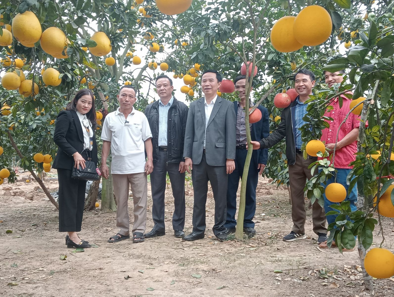 Đoàn công tác thăm vườn bưởi nhà ông Lê Thanh Định, thôn Thông, xã Trù Hựu, huyện Lục Ngạn