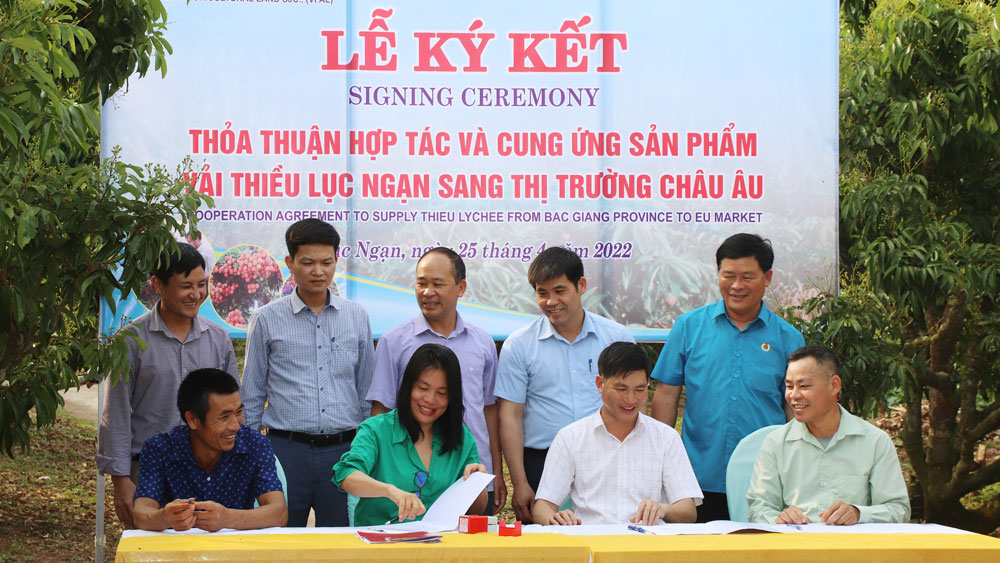 Đại diện Công ty cổ phần Miền đất nông nghiệp Việt - Pháp và các HTX, tổ hợp tác sản xuất vải thiều ở Lục Ngạn ký kết cung ứng, tiêu thụ vải thiều.