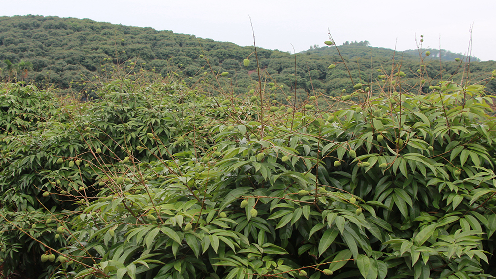 Vải thiều Bắc Giang được dự báo tiếp tục được mùa.